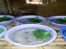 Kỹ thuật nuôi lươn sinh sản